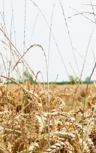 Landscape - Terre di Grassaga