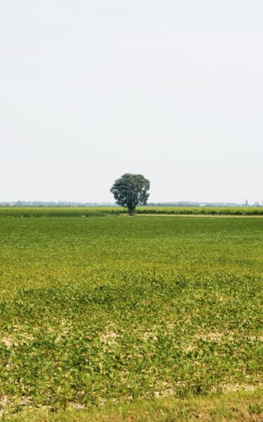 Landscape - Terre di Grassaga