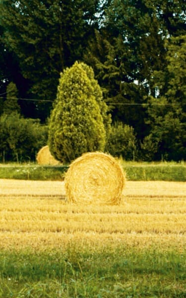 Landscape - Terre di Grassaga